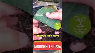 quotEmbellece tu Jardín ¡Propagando Hortensias con Éxitoquot [upl. by Anawyt228]