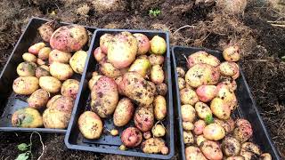 potatogrowingchallenge2021  Harvesting Supermarket King Edwards [upl. by Alyam594]