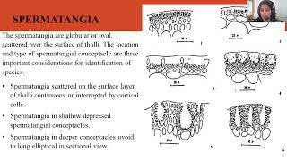 Morphology and Reproduction of Gracilaria sp [upl. by Gold]