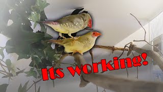 The Finch Breeding Season is Officially Started Bird Breeding Diaries 2 [upl. by Ynnaej]