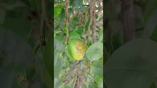 Citrus canker disease of lemon [upl. by Adekam]