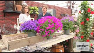 Commercial Grower Tips amp Benefits Senetti Pericallis [upl. by Nicolella948]