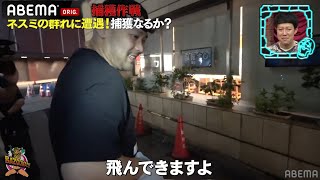 【Z李】巨大ネズミ企画に参戦！新宿租界・虎太郎が歌舞伎町で巨大ネズミ捕獲にヒヨる！？捕獲したネズミが逃走│『BAZOOKA 18』アベマで伝説回を無料公開中！ [upl. by Henderson]