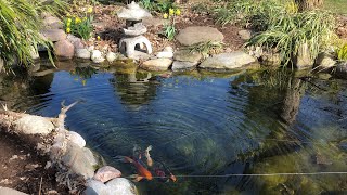 The Secrets to Keep Your Pond Crystal Clear  The Barefooted Gardener [upl. by Llemmart508]