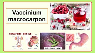 Vaccinium macrocarpon [upl. by Hobbie]