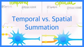 Temporal vs Spatial Summation [upl. by Acirem]