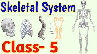 The Skeletal System  Human Skeleton  Class 5  Science [upl. by Baptista]