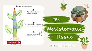 Meristematic Tissue  Easy Explained [upl. by Candyce268]