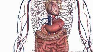 Introduction to the Digestive System Part 2  Oesophagus and Stomach  3D Anatomy Tutorial [upl. by Thurber]