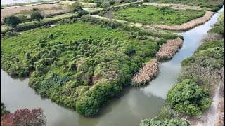 Mai Po Nature Reserve in HK Wonderland in bustling city [upl. by Kaltman424]