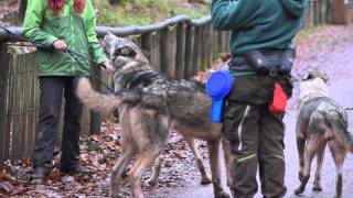 Besuch im Wolfspark Merzig mit Führung [upl. by Annaillil]