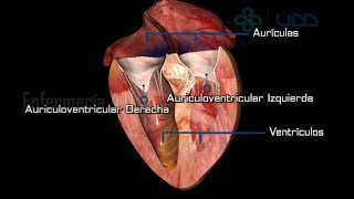 🌟ANATOMÍA DEL CORAZÓN🌟 [upl. by Mcnamara349]