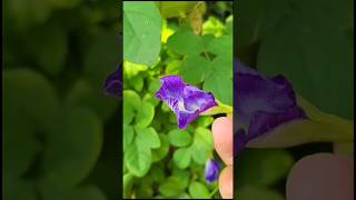 Blue tea  benefits of butterfly pea  shortsshortsfeedhealthhealthdrink [upl. by Buddy]