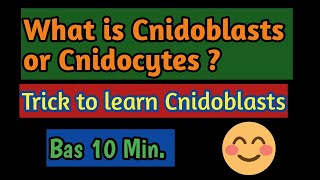 PhylumCoelentrata What is the function of Cnidoblasts Meaning of Cnidoblasts what is Cnidocytes [upl. by Mario]