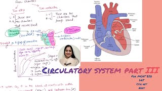 Circulatory system part 3 flow of blood vasoconstriction vs vasodilation hemoglobin curve [upl. by Wailoo]