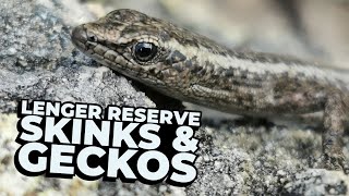 Skinks and Geckos at Lenger Reserve Mannum South Australia  10 Different Species [upl. by Ytram]