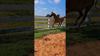 arabianhorse edits trending keytohappiness equestrian [upl. by Hoashis]