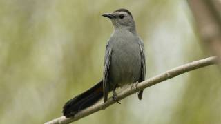 How Nature Works Catbird Mimicry [upl. by Lokim]