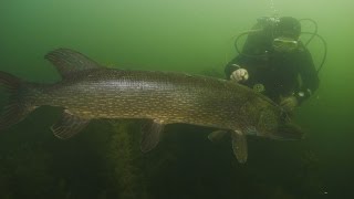 Riesenhecht 130cm vom Glienicker See in Berlin  big northern pike [upl. by Ehling29]