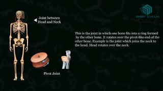 Types of Joints Science Project [upl. by Irpak]