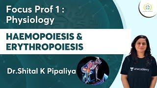 Haemopoiesis amp Erythropoiesis  Focus Prof 1 Physiology Unacademy Future Doctors  Dr Shital [upl. by Silvestro]