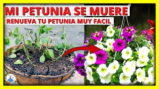 REVIVE Y RENUEVA TU PLANTA DE PETUNIA para una FLORACION INCREIBLE  Gio de la Rosa [upl. by Belinda]