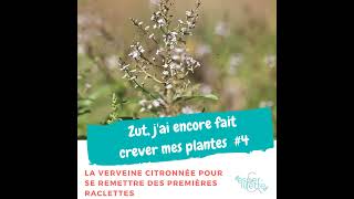 La verveine citronnée  Chronique Zut jai encore fait crever mes plantes [upl. by Ibrek]