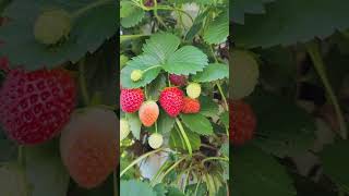 Une culture de fraises si facile en tour jardin garden labondancematour strawberry fraises [upl. by Nylodnew]