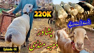 Peshawar Dumba Mandi 2024  Heavy turkey balkhi dumba prices  bakra mandi pakistan  Epi14 [upl. by Jacquelin]