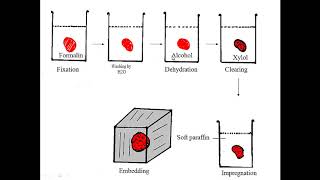 Histopathological techniques paraffin technique lecture 2 [upl. by Lemej]