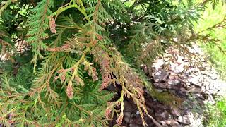 Green Giant Arborvitae Brown Tips [upl. by Cenac]