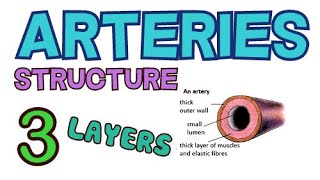 Understanding Circulation and Blood Vessels [upl. by Roby]