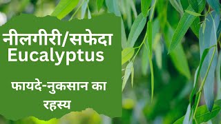 नीलगीरीसफेदा के रहस्य  Eucalyptus Secret [upl. by Lacram173]