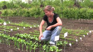 How to Grow Radishes from Seed  Gurneys Video [upl. by Benjy]