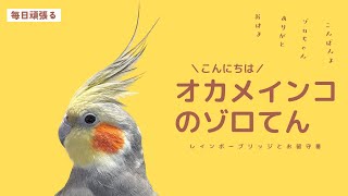 オカメインコお留守番ライブ レインボーブリッジ [upl. by Grimbald999]