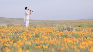 YUKI Recorder Sounds “TelemannRecorder Sonata In C Major” ／テレマン「リコーダーソナタハ長調」柴本幸・リコーダー [upl. by Donaldson183]