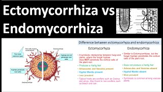 Ectomycorrhiza vs Endomycorrhiza [upl. by Claudetta367]