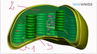Cytologia  przykład 3 Chloroplasty [upl. by Harwin]