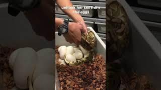 The BEST Way to Incubate Ball Python Eggs shorts [upl. by Lirba587]