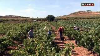 6  La vendimia y la fermentación alcohólica [upl. by Robins]