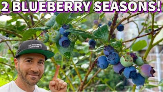 This Simple Tip Will DOUBLE Your BLUEBERRY HARVEST [upl. by Cybill131]