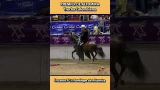 PREMIER DE ALTOMIRA ARMENIA 2018 trocha shortsvideo horse equitacion caballosdepaso [upl. by Adrial]