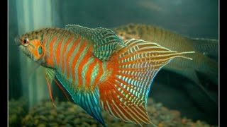 中國鬥魚宣傳視頻（狂熱中國鬥魚論壇出品）MacropodusParadise fish Introduction video Presented by wwwpkfishcom [upl. by Snebur]