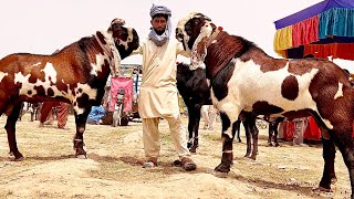 Sahiwal Bakra Mandi Ma Qurbani wale janwar a gaye 🤠 Punjab Goat Market [upl. by Umont]