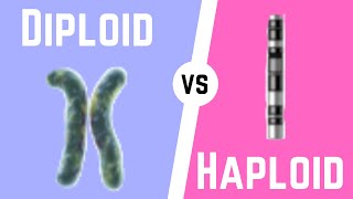 Diploid Cell vs Haploid Cell [upl. by Yemiaj289]