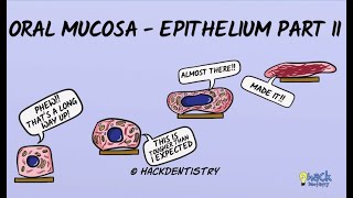 Oral Mucosa  Keratinized and Nonkeratinized epithelium [upl. by Llekcir]