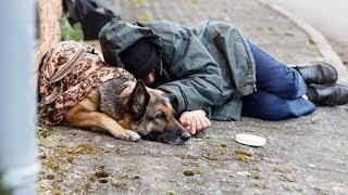 Itinérance  des animaux qui font du bien [upl. by Llener]