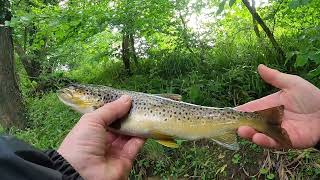 River Ayr fly fishing for Brown trout [upl. by Ghiselin176]