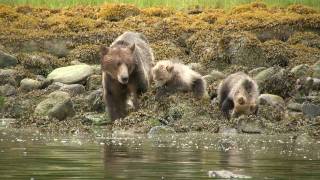 Grizzly Bears of Glendale Cove web Previewmov [upl. by Hollah]