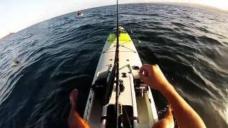 Tuna off a paddle ski at umhlanga Salt Fishing SA [upl. by Chak]